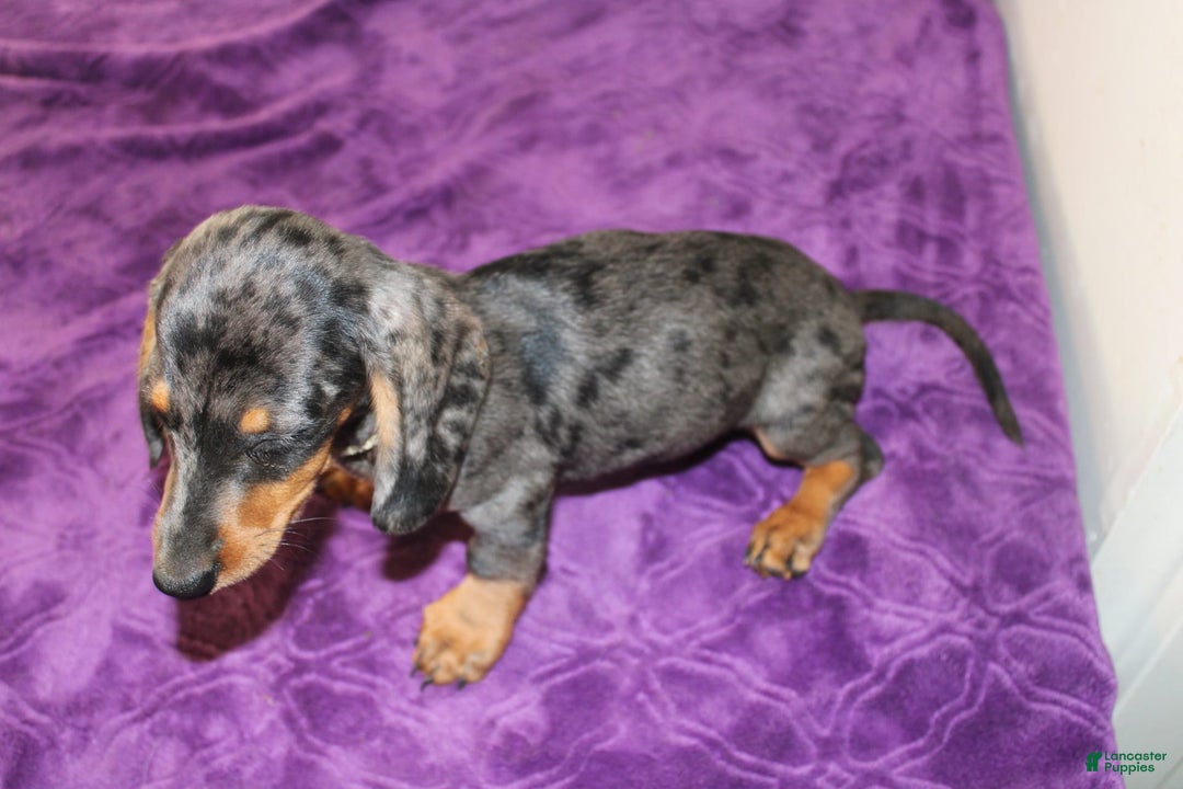 Dachshund dogs for sale: Teddy Mini - Image 5
