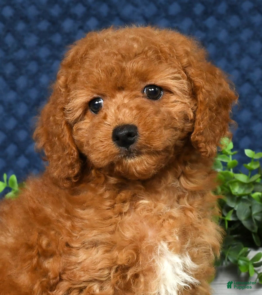 Cockapoo dogs for sale: Daisy - Image 1