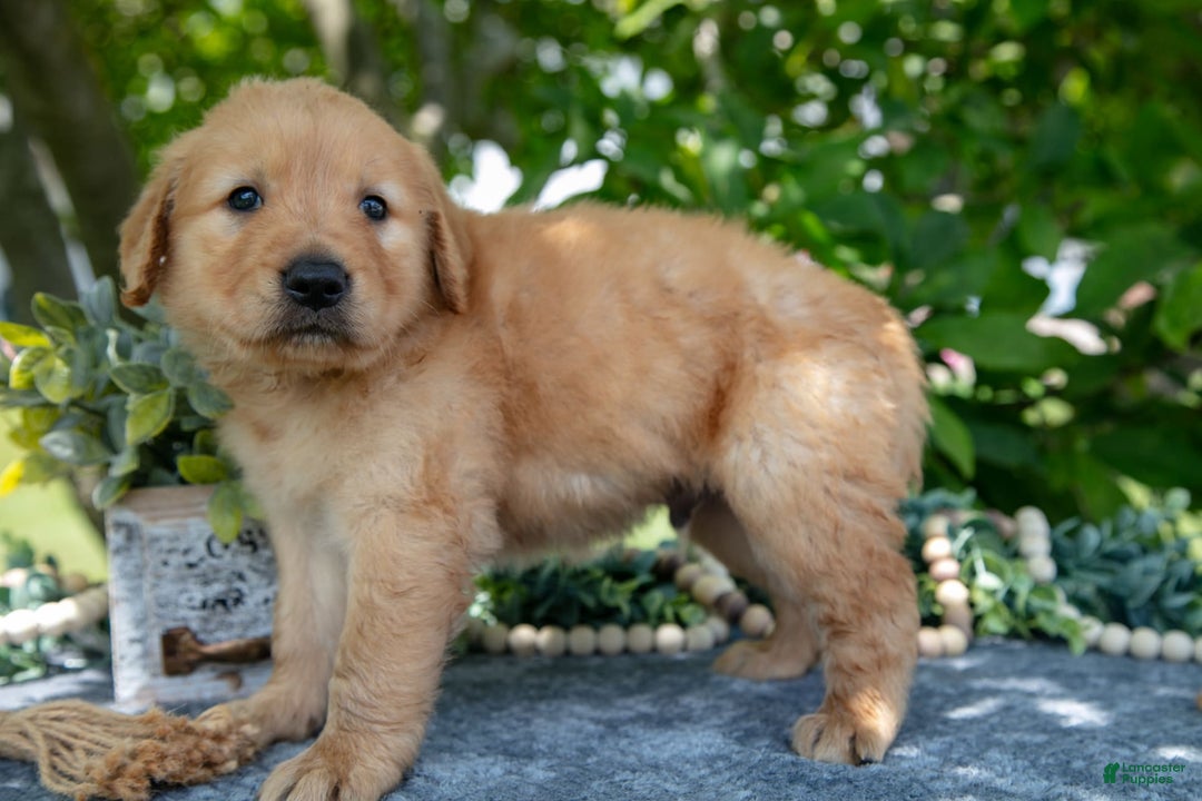 Golden Retriever dogs for sale: Lennon - Image 2