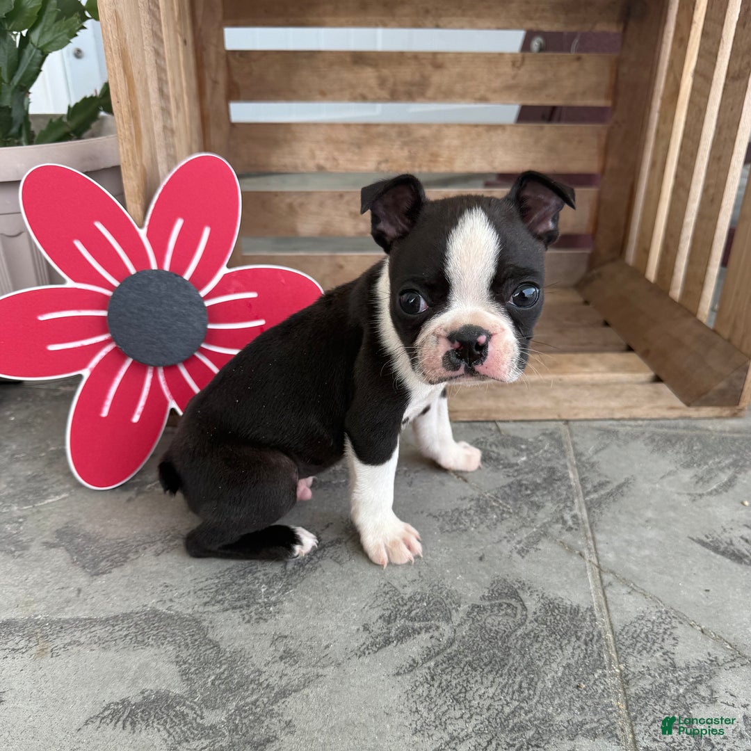 Boston Terrier dogs for sale: Sport - Image 4