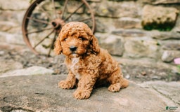 Cavapoo dogs for sale: Milo - Image 7