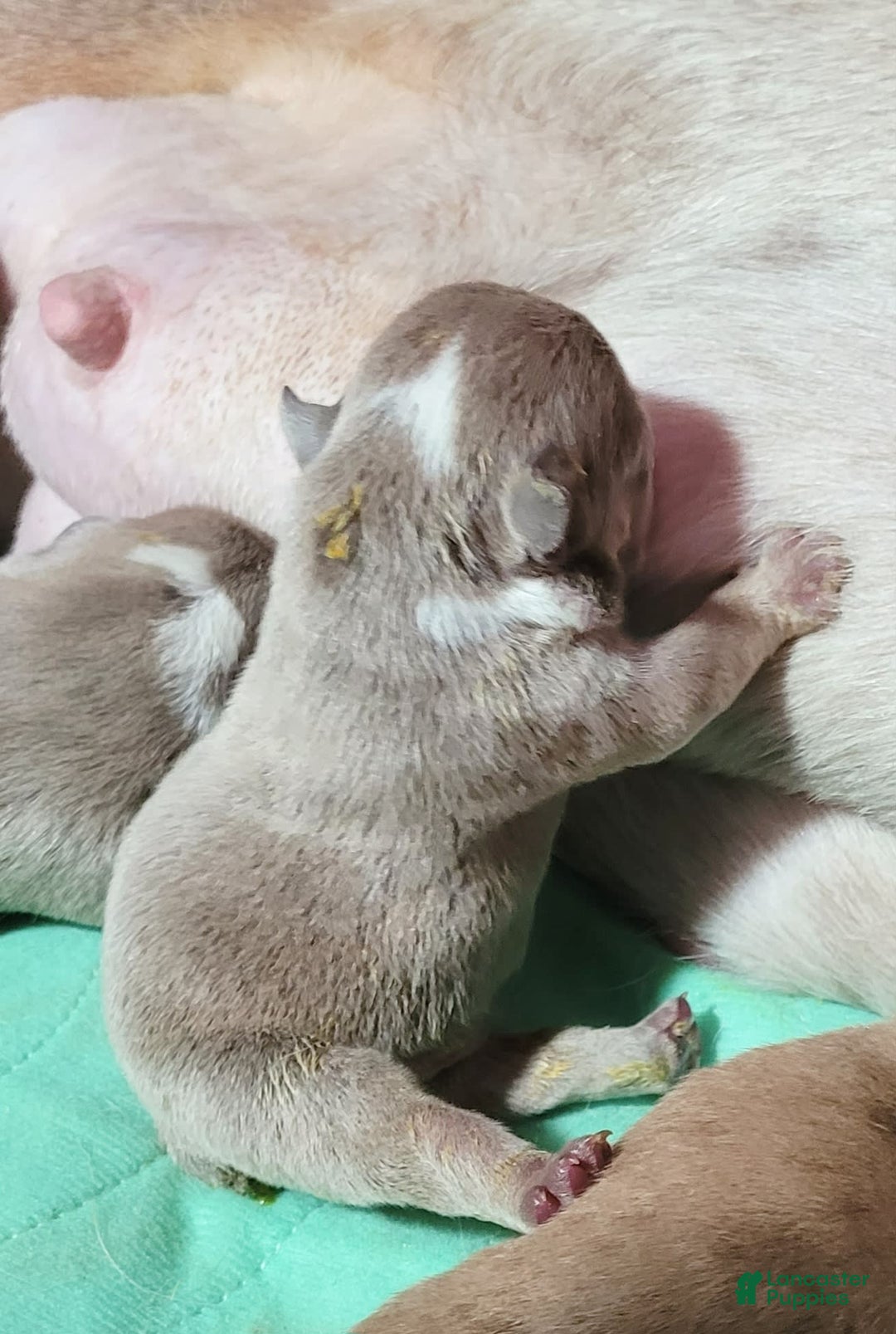 English Bulldog dogs for sale: Ozzy - Image 17