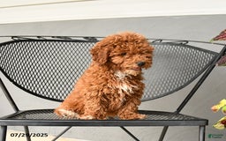 Mini Goldendoodle dogs for sale: Lilly - Image 9