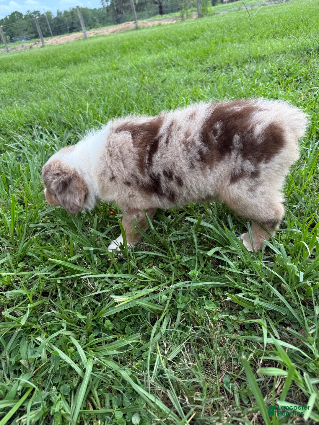 Australian Shepherd dogs for sale: L-orange - Image 5