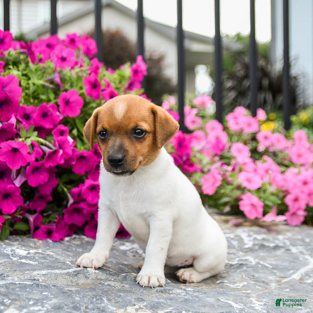 Jack Russell Terrier dogs for sale: Marsha - Image 2