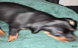 Miniature Pinscher dogs for sale: Coal - Image 5