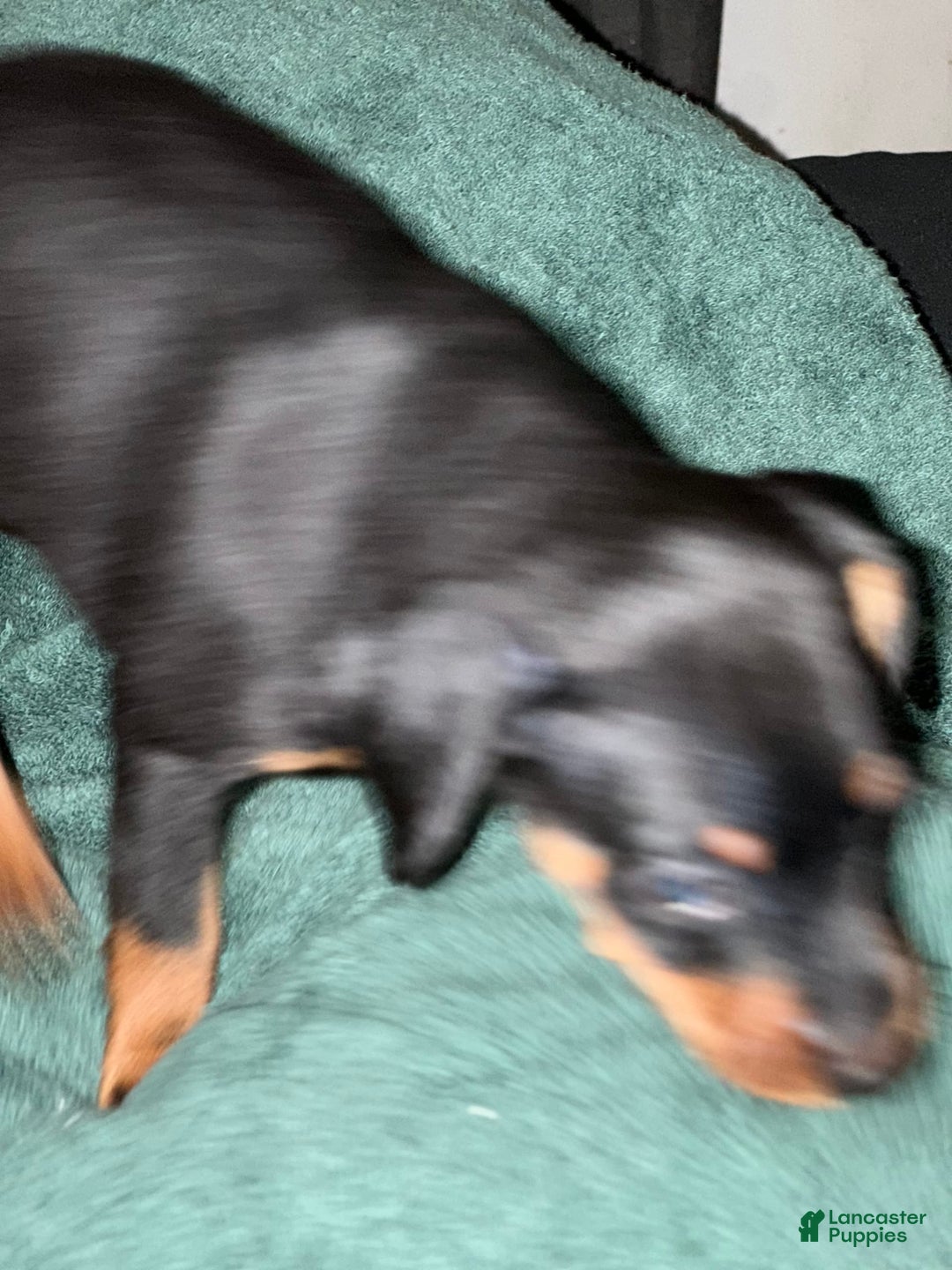 Miniature Pinscher dogs for sale: Coal - Image 5