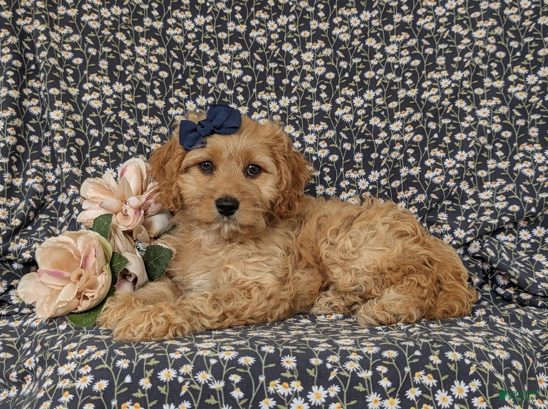 Cockapoo dogs for sale: Dorian - Image 3