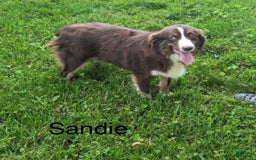 Miniature Australian Shepherd dogs for sale: Treasure - Image 6