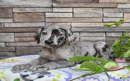 Great Dane dogs for sale: Harmony - Image 8