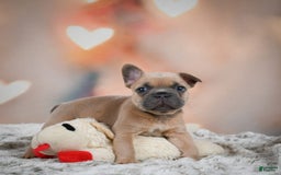 French Bulldog dogs for sale: Chase - Image 3