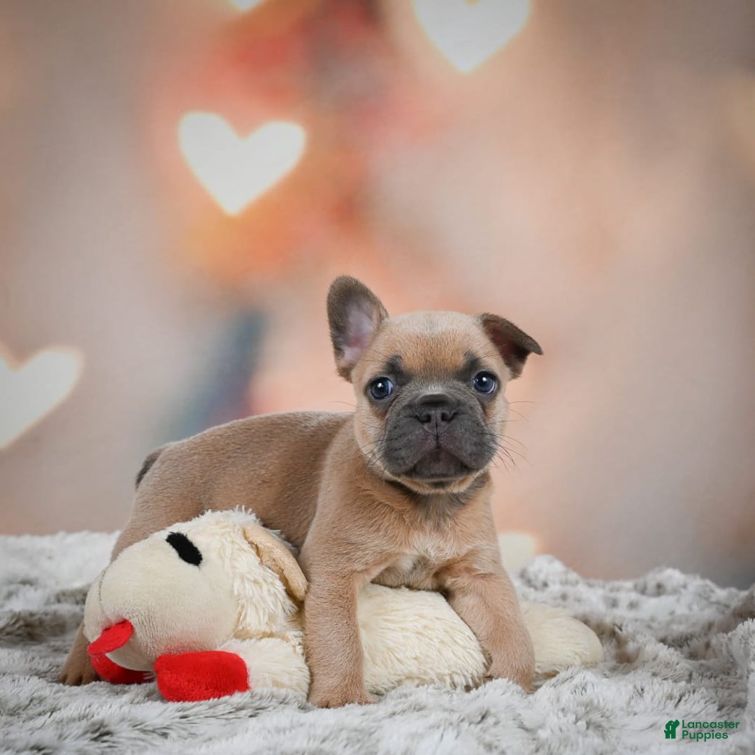 French Bulldog dogs for sale: Chase - Image 3