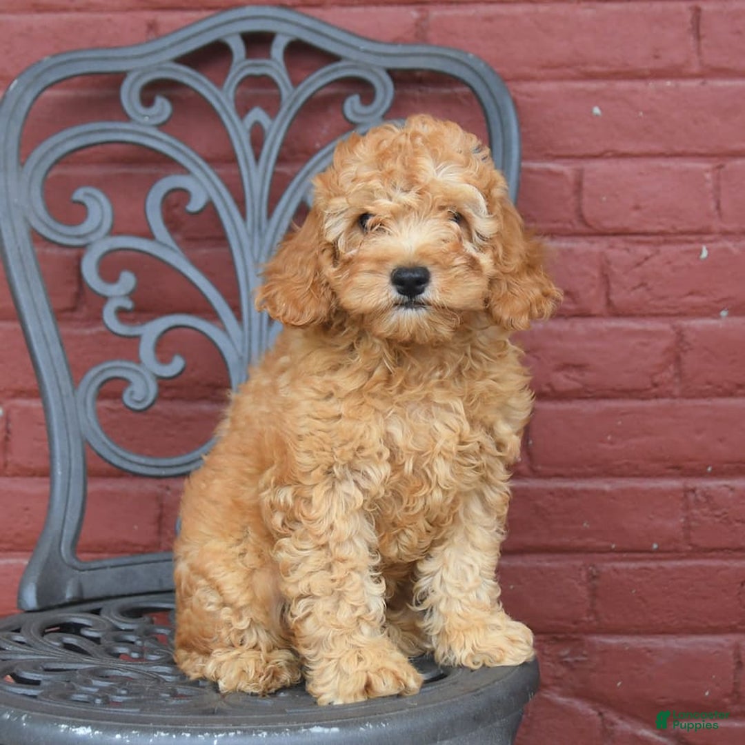 Cockapoo dogs for sale: Kipling - Image 10