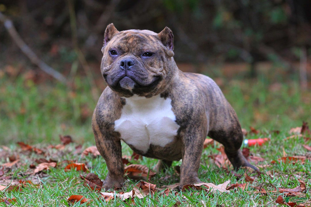 American Bully dogs for sale: Black Merle Female - Image 16
