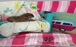 French Bulldog dogs for sale: Akc Blue Merle - Image 4