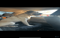 Cane Corso dogs for sale: Tamatoa - Image 6