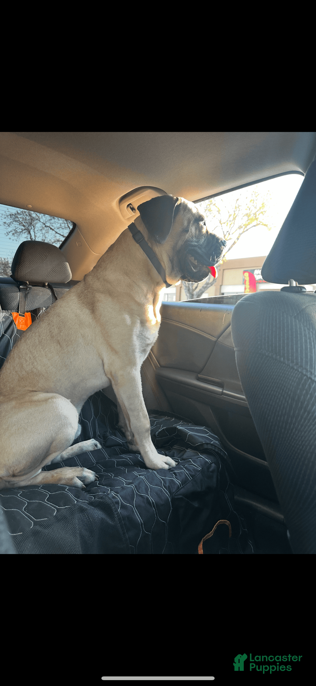 Cane Corso dogs for sale: Tamatoa - Image 6