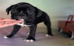 Frenchton dogs for sale: Coal Dna Clear - Image 10