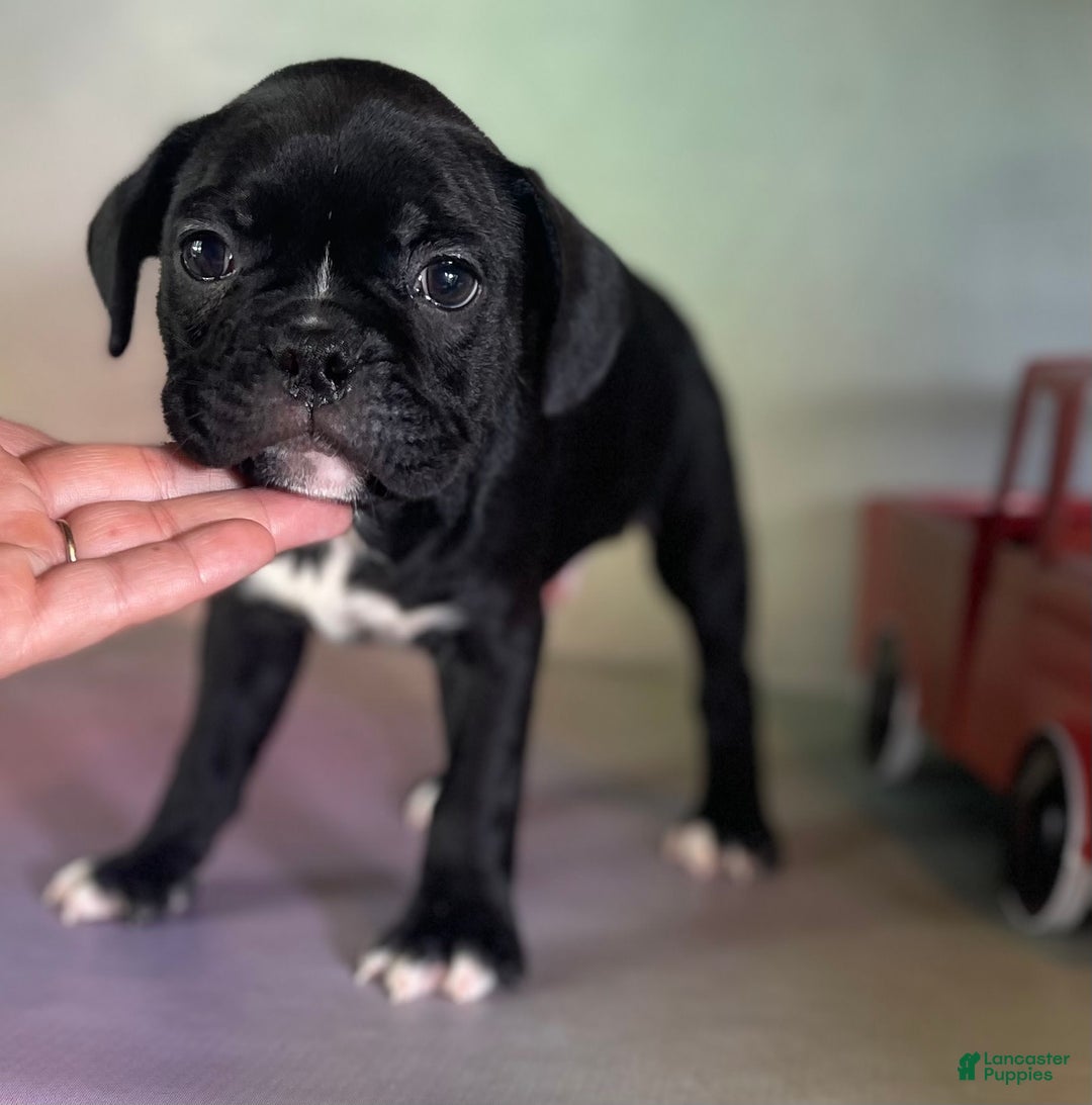 Frenchton dogs for sale: Coal Dna Clear - Image 10