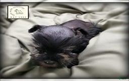 Miniature Schnauzer dogs for sale: Fern - Image 4