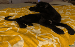Belgian Malinois dogs for sale: Ula - Image 5
