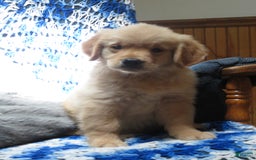 Golden Retriever dogs for sale: Starburst - Image 20