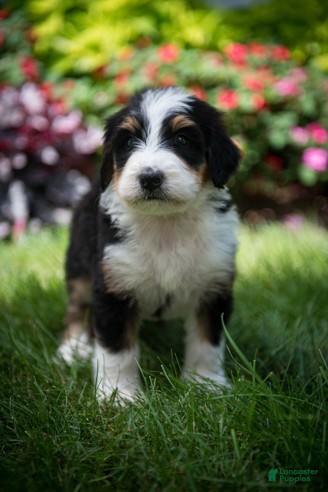 Bernedoodle dogs for sale: Ranger - Image 22