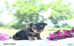 Yorkshire Terrier dogs for sale: Kassia - Image 2