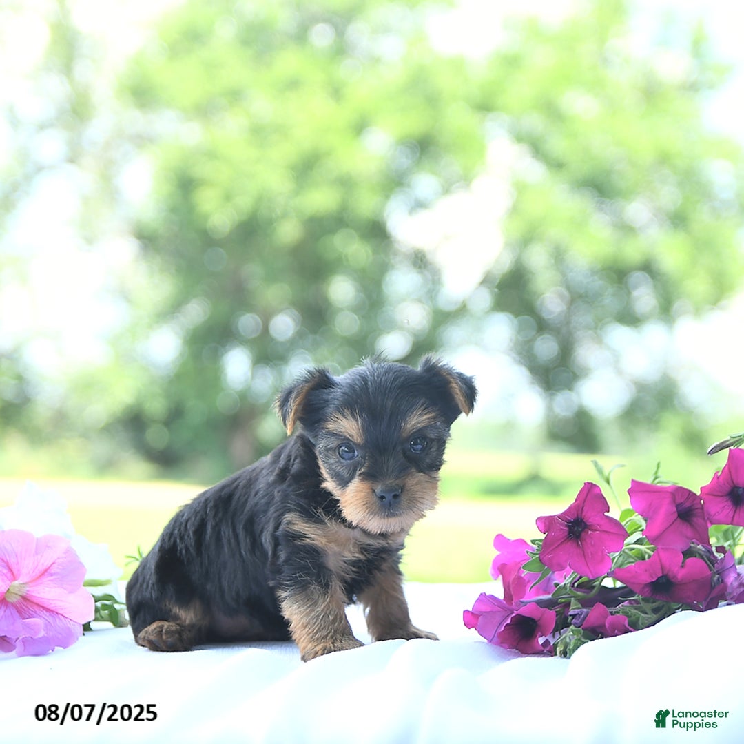 Yorkshire Terrier dogs for sale: Kassia - Image 2