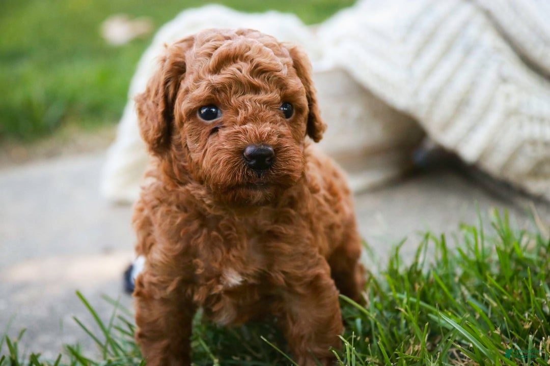 Miniature Poodle dogs for sale: Tristan - Image 5