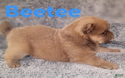 Chow Chow dogs for sale: Beetee - Image 2
