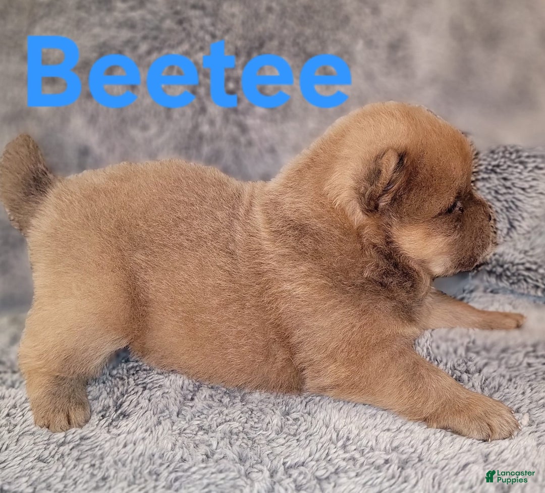 Chow Chow dogs for sale: Beetee - Image 2