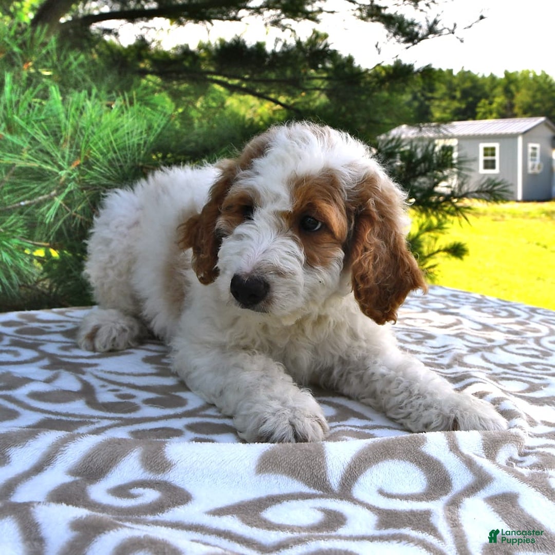 Mini Goldendoodle dogs for sale: Dallas - Image 18