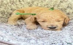 Goldendoodle dogs for sale: Princess Green Collar Gd - Image 4