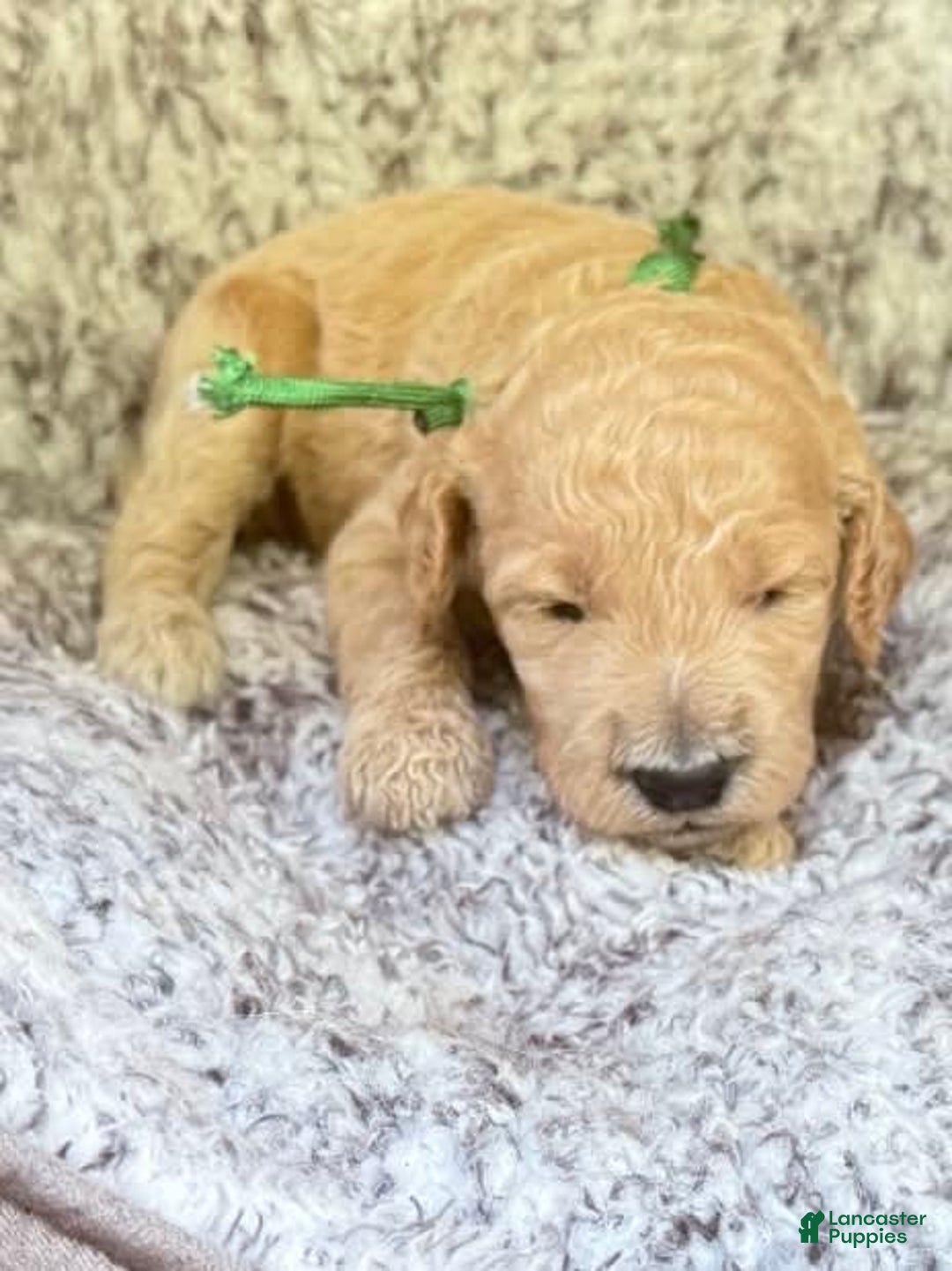 Goldendoodle dogs for sale: Princess Green Collar Gd - Image 4