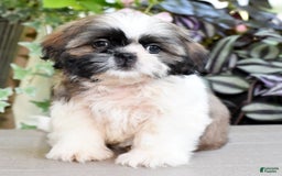 Shih Tzu dogs for sale: Denali - Image 8