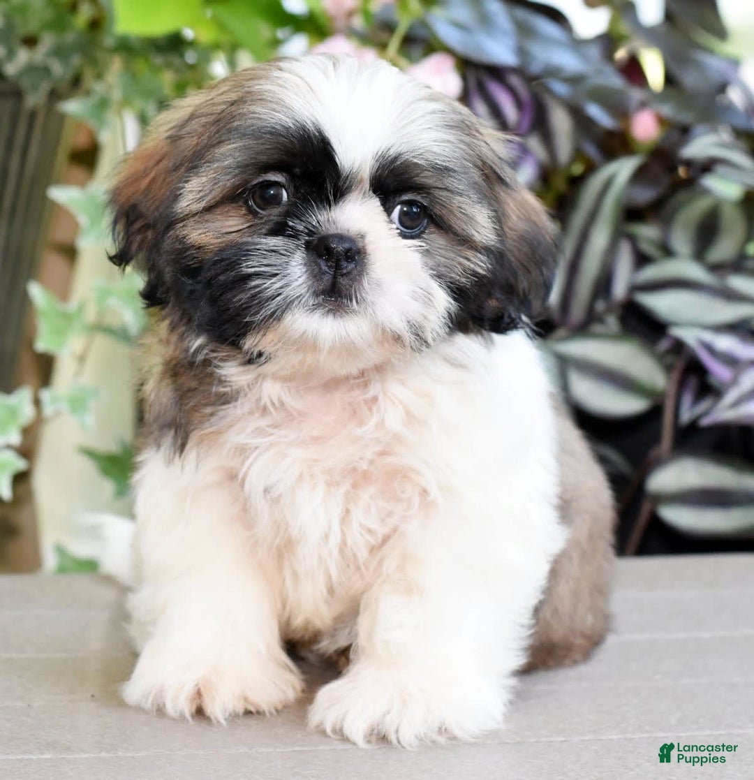 Shih Tzu dogs for sale: Denali - Image 8