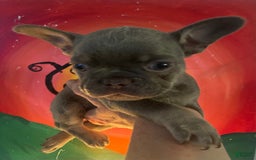 French Bulldog dogs for sale: Luna - Image 10