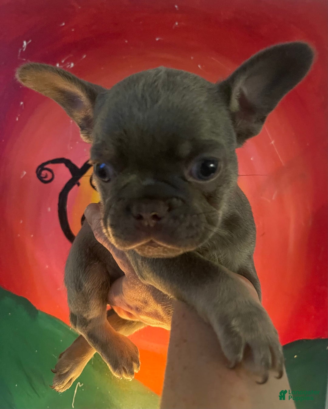 French Bulldog dogs for sale: Luna - Image 10