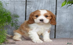 Cavalier King Charles Spaniel dogs for sale: Tyrone - Image 1