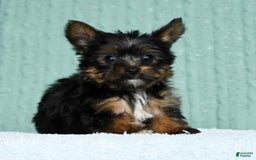 Yorkshire Terrier dogs for sale: Annabelle - Image 6