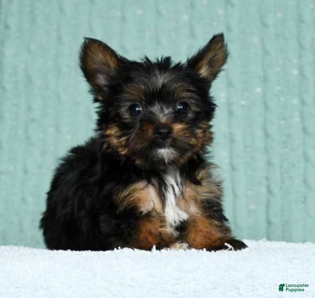 Yorkshire Terrier dogs for sale: Annabelle - Image 6