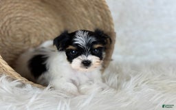 Yorkshire Terrier dogs for sale: Theo - Image 3