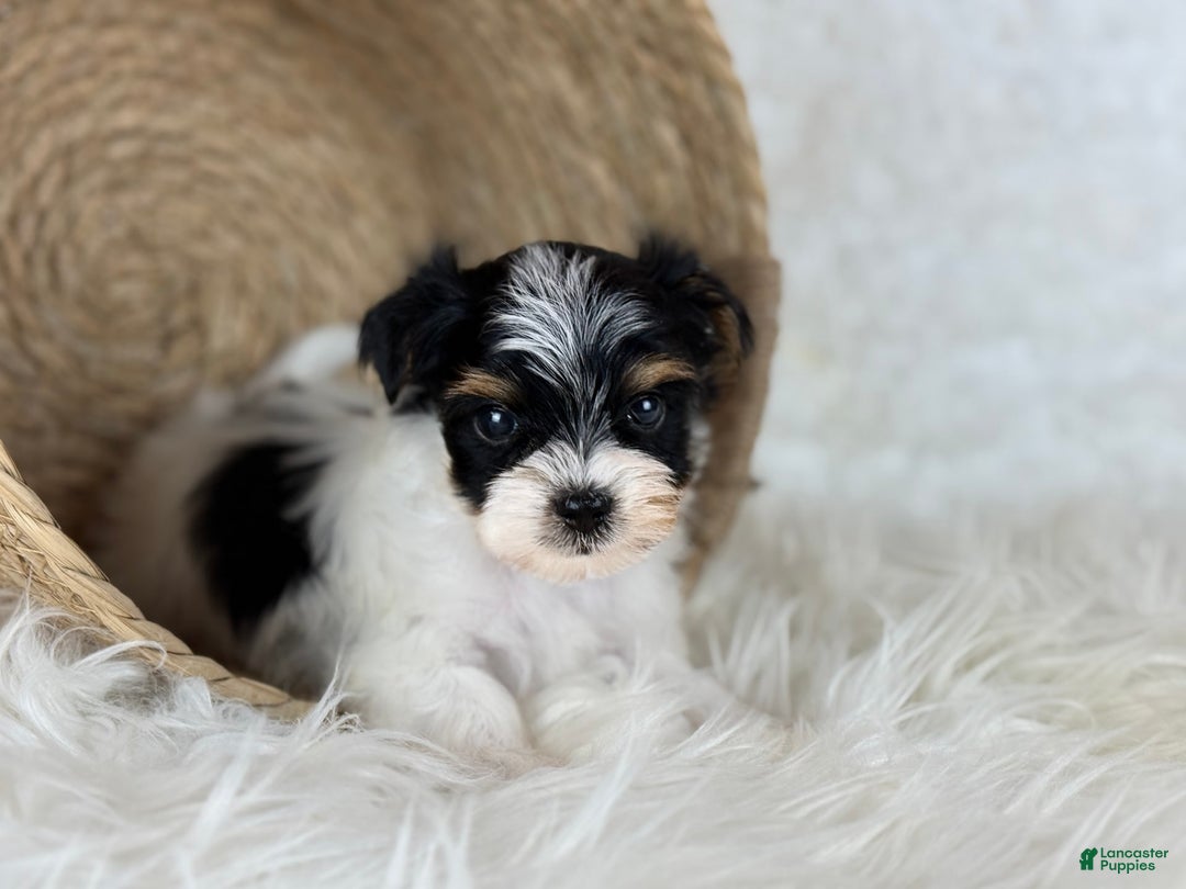 Yorkshire Terrier dogs for sale: Theo - Image 3