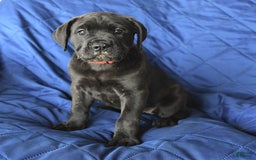 Cane Corso dogs for sale: Sage - Image 5