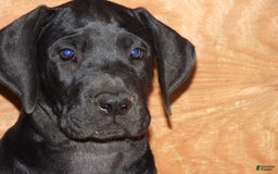 Great Dane dogs for sale: Storm - Image 29