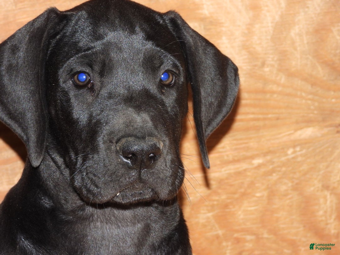 Great Dane dogs for sale: Storm - Image 29