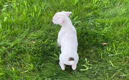 Boxer dogs for sale: Cash - Image 2