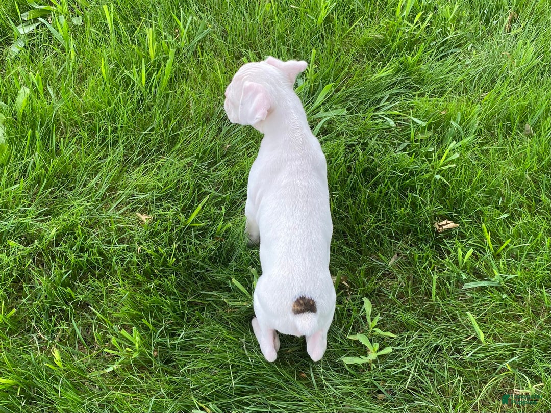 Boxer dogs for sale: Cash - Image 2