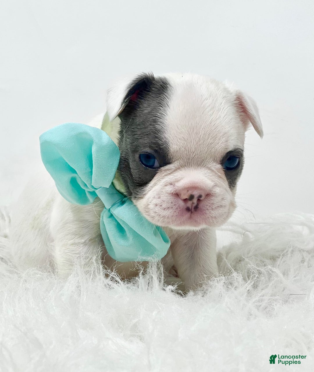 French Bulldog dogs for sale: Piglet - Image 1